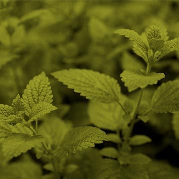 naturopathic cancer treatment