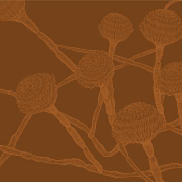 natural treatment for mold and biotoxin illness