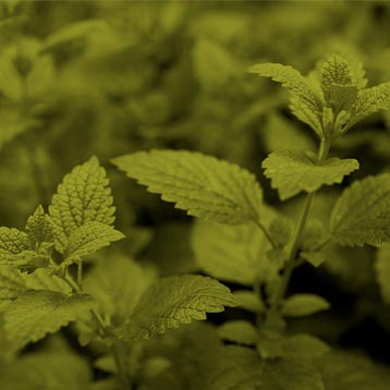 naturopathic cancer treatment
