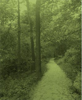forest path